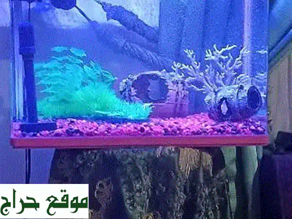 أحواض سمك للبيع - أسعار لا تُفوّت!  ??