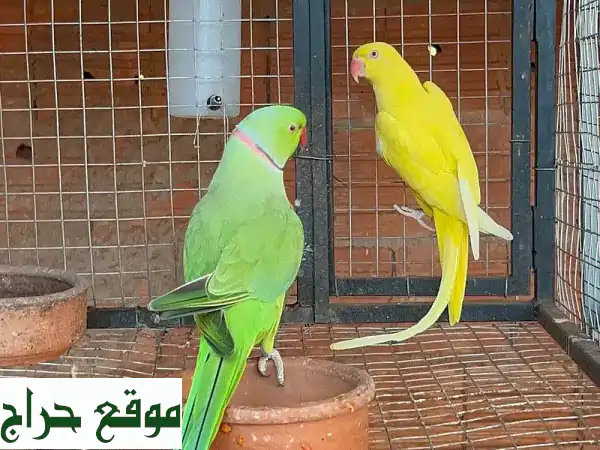 ببغاوات كوكتيل رائعة للبيع - ألوان زاهية وطيور صحية!