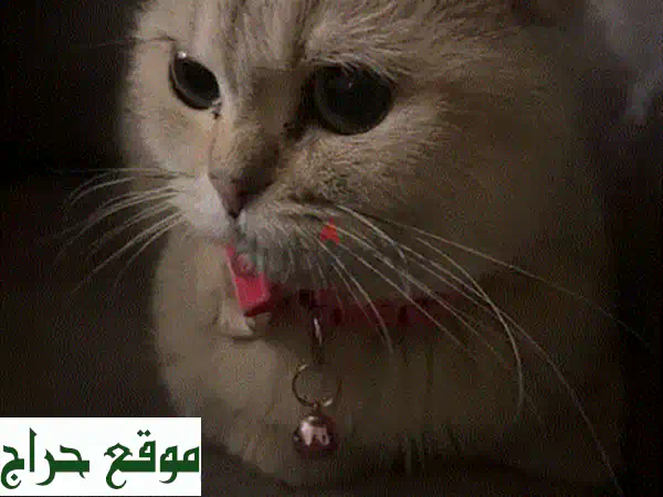كرميلا، قطة سكوتش ستريت رقيقة تبحث عن بيت دافئ!