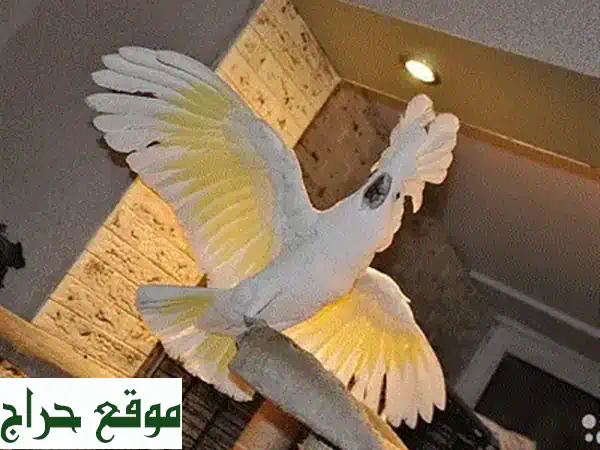 ببغاوات كوكتيل رائعة للبيع - ألوان زاهية وطيور صحية!