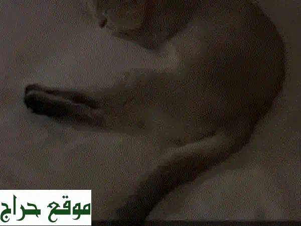 كرميلا، قطة سكوتش ستريت رقيقة تبحث عن بيت دافئ!