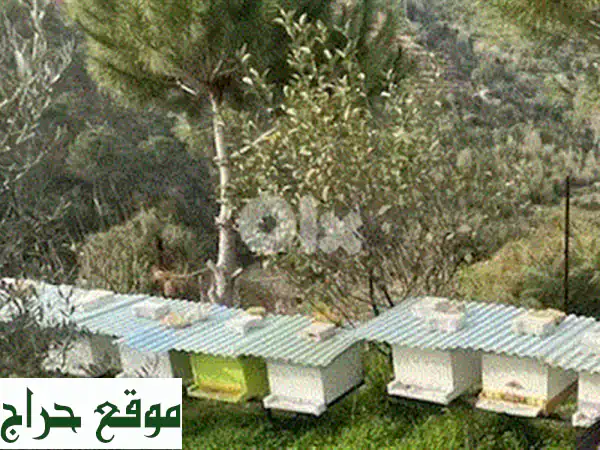 خلايا نحل عسلية عالية الجودة للبيع - عسل طبيعي...