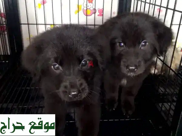 جرو ألماني (جيرمن شيبرد) طويل الشعر عمر ٣ أشهر...