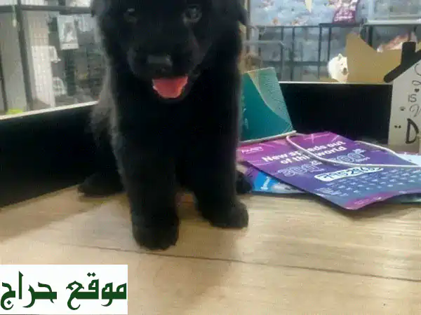 جرو ألماني (جيرمن شيبرد) طويل الشعر عمر ٣ أشهر + بوميرانيان عمر ٥ أشهر + ريتريفر عمر شهرين بسعر 150 فقط!