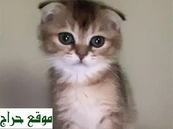 لونا، قطّة سكوتش فولد بيور بريئة تبحث عن بيتها الدافئ!