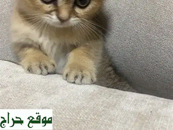 لونا، قطّة سكوتش فولد بيور بريئة تبحث عن بيتها الدافئ!