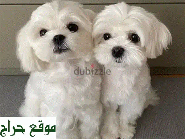 🐶 جراء مالتيبُو رائعه للبيع! 🐾  (مع صور!)