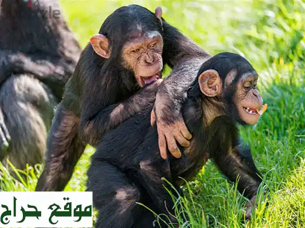 صغار شمبانزي أليفة للبيع - فرصة مميزة لعائلة محبة!