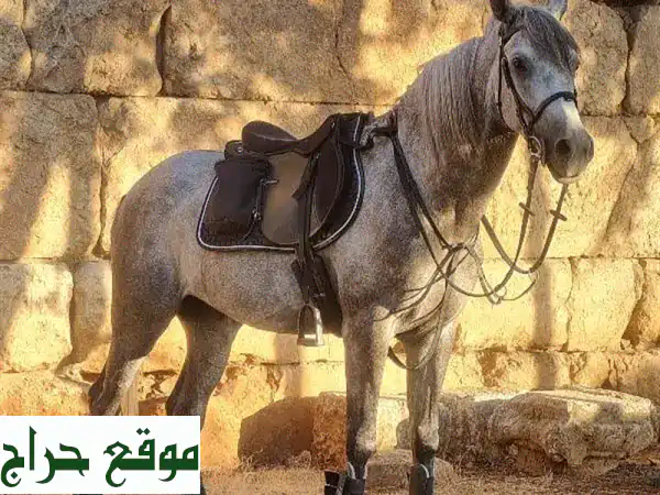 حصان أصيل عمر 5 سنوات - سيف - جواد قوي ورشيق للبيع!