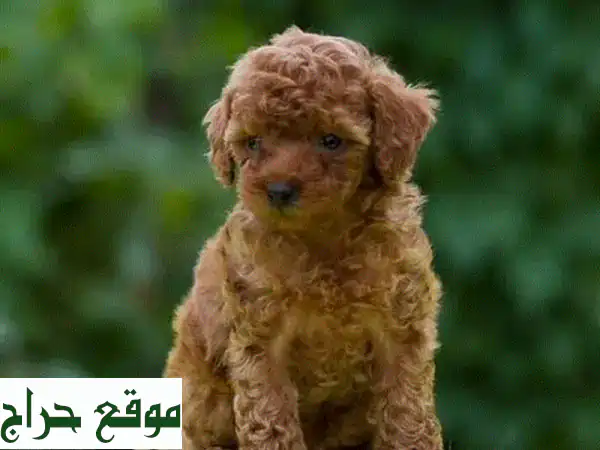 جرو تيدي بودل أحمر - رفيقك الصغير المنتظر! 🧸❤️