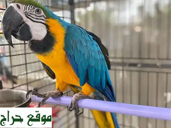 ببغاء مكاو أزرق وذهبي للبيع - رفيقك الجديد المرح!