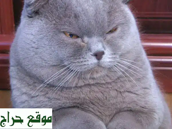 قطة اسكتلندية فولد رمادية رائعة للبيع - سعر...