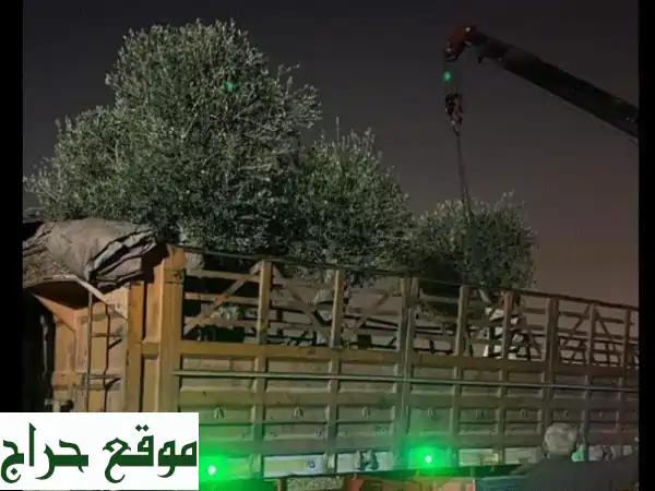 أشجار زيتون خصبة من أبو النور: جودة عالية،...