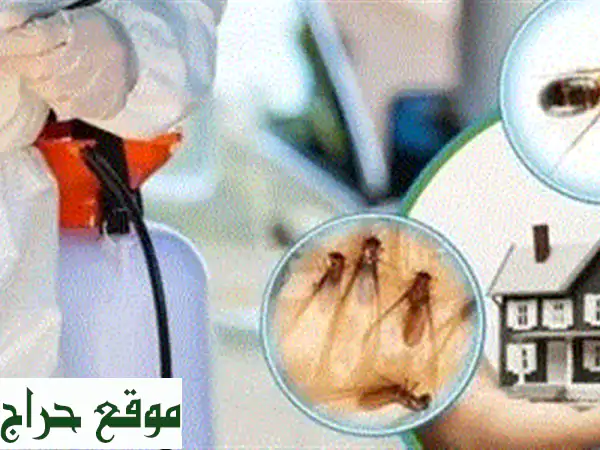 ودّع الحشرات نهائيًا مع ضمان رضاك! مكافحة حشرات احترافية