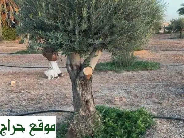 أشجار زيتون خصبة من أبو النور: جودة عالية، أسعار مميزة، وخدمة متميزة!