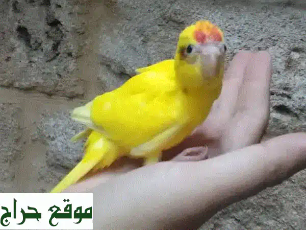 فرخ كاكاريكي أصفر تزقيم: ببغاء صغير، شخصية كبيرة!...