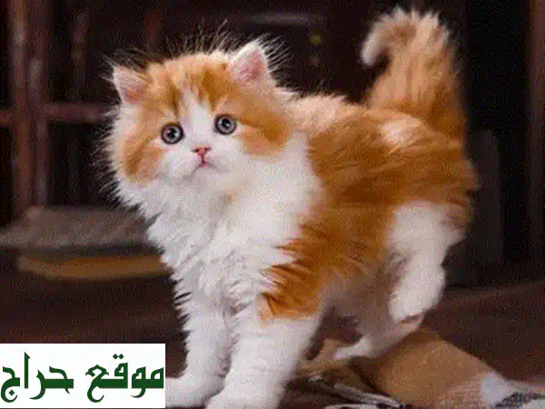 قطة برتقالية وبيضاء رائعة، عمرها شهرين فقط! 😻