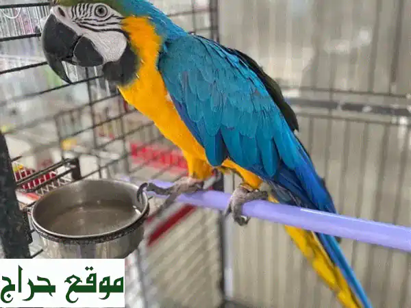 ببغاء مكاو أزرق وذهبي للبيع - رفيقك الجديد المرح!