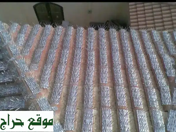 مكافحة حمام في مكة: طرد نهائي للحمام من منزلك بسعر مغرّ!