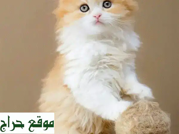 قطة برتقالية وبيضاء رائعة، عمرها شهرين فقط! 😻
