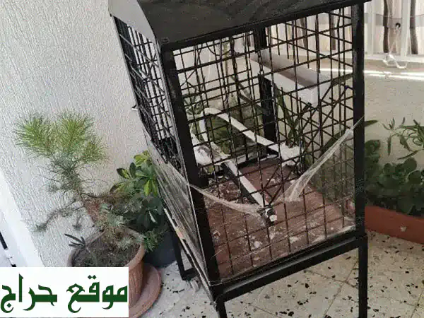 ببغاء غزاليه كبير، أليف وذكي - يقلد الغناء بشكل رائع!