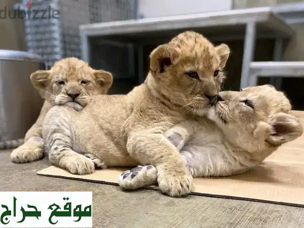 أسود صغيرة ودودة للبيع - فرصة مميزة لعائلة...