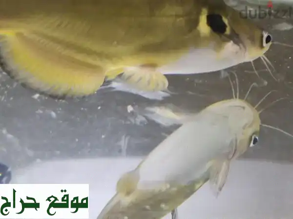 سمكة ذهبية ذهبية قوية (Golden Strong Fish) - أقل من قدم! قابلة للبدل!