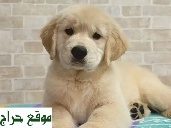 جرو جولدن ريتريفر - رفيقك الجديد ينتظرك!