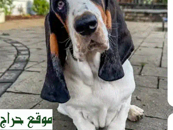 جرو جولدن ريتريفر - رفيقك الجديد ينتظرك!