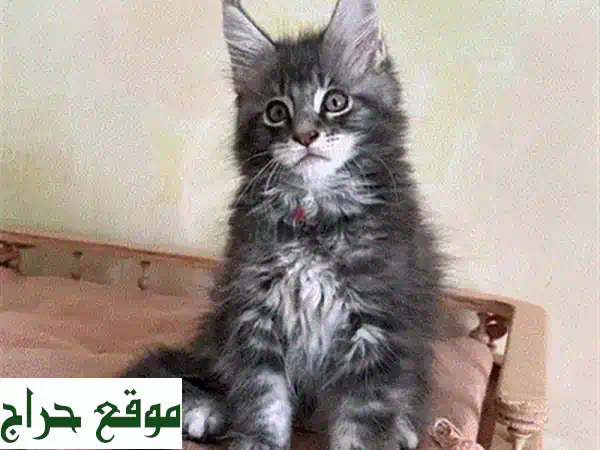 قطط راجدول رائعة للبيع - فرو ناعم وعيون ساحرة!