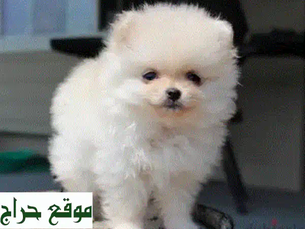 جرو بوميرانين سبِيتز: رفيقك الصغير اللطيف ينتظرك!
