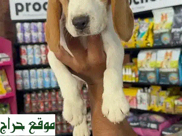 كلبة بيجل أنثى رائعة - مُطعمة، مُطهرة، مُدربّة على النظافة! (تسليم مجاني)