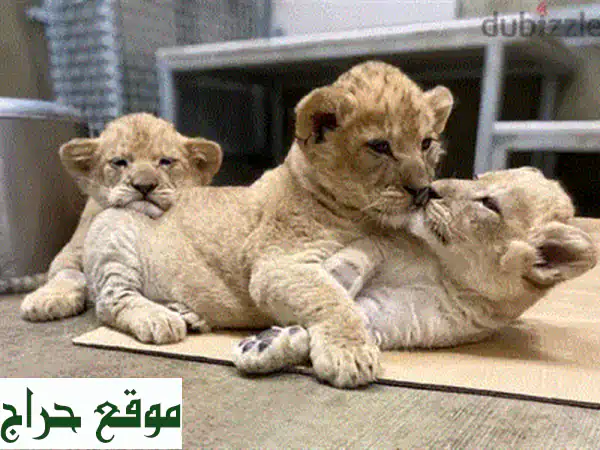 أسود صغيرة ودودة للبيع - فرصة مميزة لعائلة محبة للحيوانات!