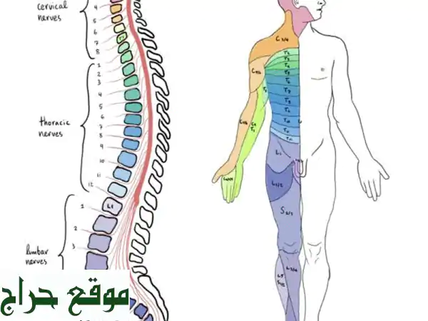 استكشف عالم الطب: دليل شامل للعلوم الطبية الأساسية والسريرية