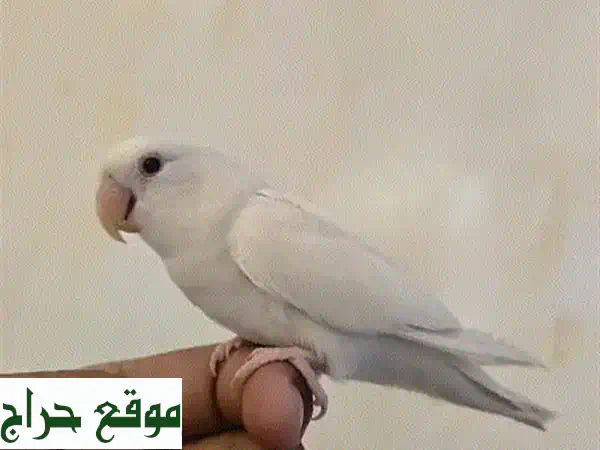 لاف بيرد بينو أليف - صديق صغير لعائلتك! 20 دينار فقط