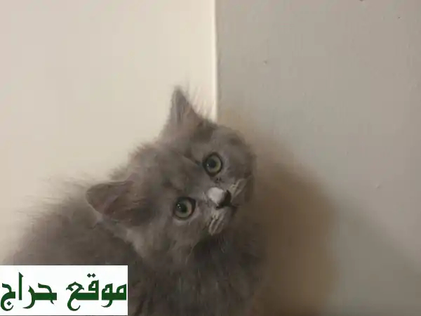 قطط اسكتش طويلة الشعر (بيرتيش) - أليفة ومدربة -  عجمان