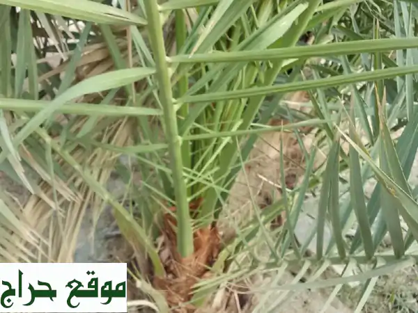 نخيل للبيع: أجود الأصناف، جاهزة للزراعة!...