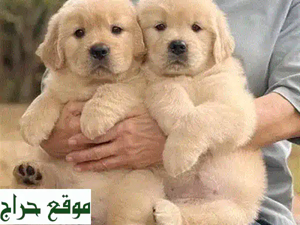 جرو مالتيز لطيف للبيع - هدية الحبّ والمرح لعائلتك!