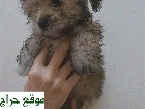 جرو مالتيز لطيف للبيع - هدية الحبّ والمرح لعائلتك!