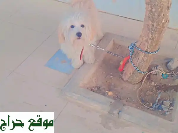 كلب مالتيز رقيق، ينتظر عائلة محبة في طويق! (1300 ريال)