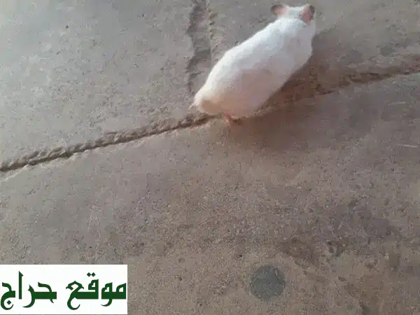 وفر على حيواناتك الأليفة مع عروضنا المميزة!
