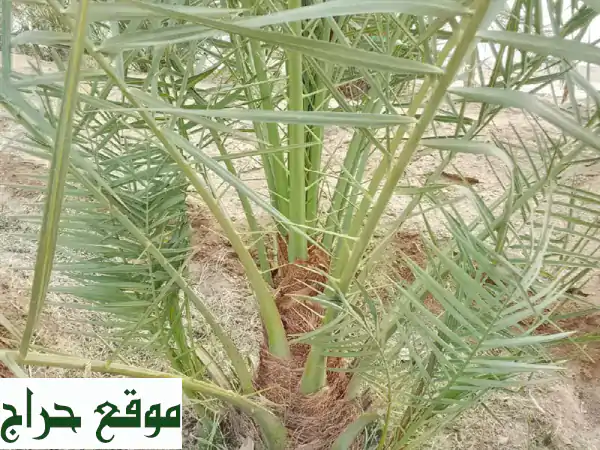 نخيل للبيع: أجود الأصناف، جاهزة للزراعة! (جثايث، فسائل، أكثر)