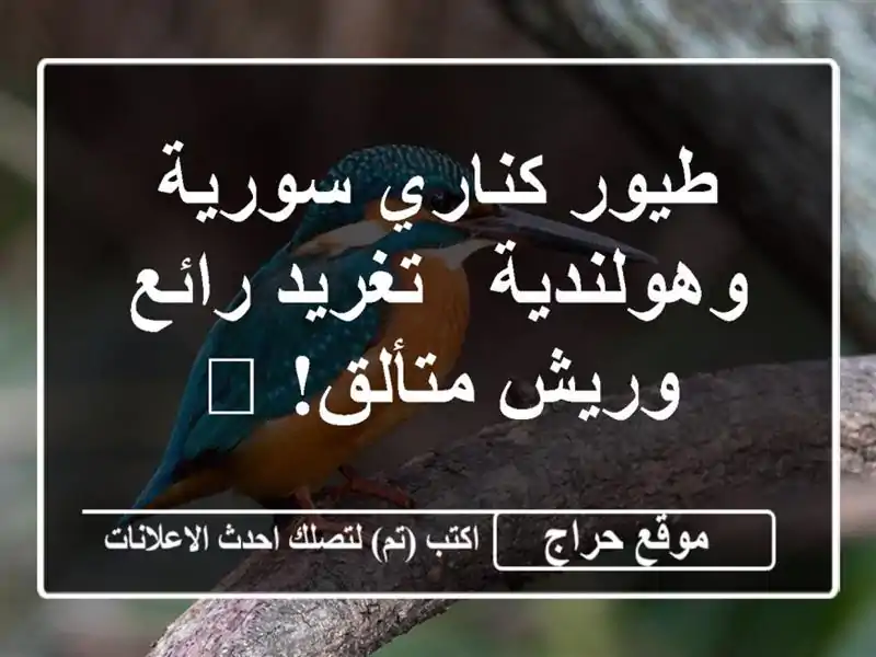 طيور كناري سورية وهولندية - تغريد رائع وريش متألق! 🎶