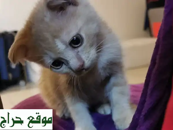 قطط سكوتش صغيرة (60 يوم) - رفقاء رائعين ينتظرونك في دبي!