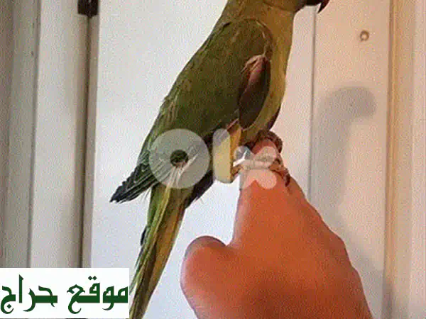 كنيور أليف رقيق للبيع - عمر 3 أشهر - صحة ممتازة!