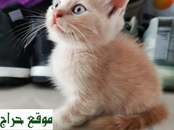 قطط سكوتش صغيرة (60 يوم) - رفقاء رائعين ينتظرونك في دبي!