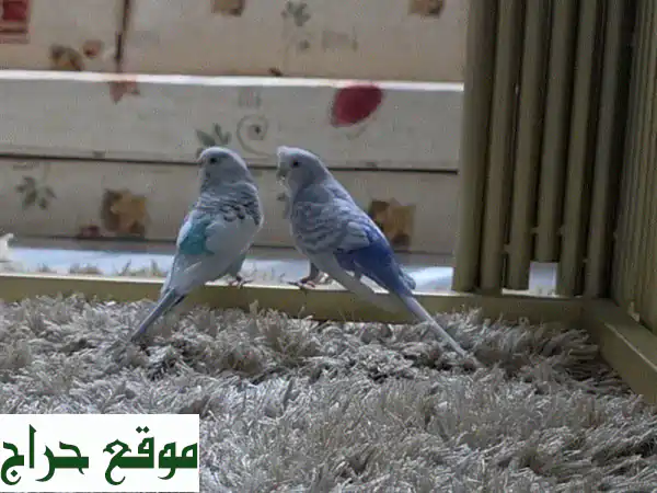 زوج من البادجي (ذكر وأنثى) مع قفص كبير + طعام!...