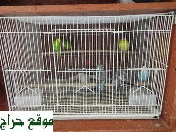 زوج من البادجي (ذكر وأنثى) مع قفص كبير + طعام!  فرصة رائعة!