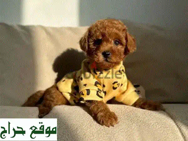 جرو بودل بني محمر ساحر - ينتظر منزلاً سعيداً!