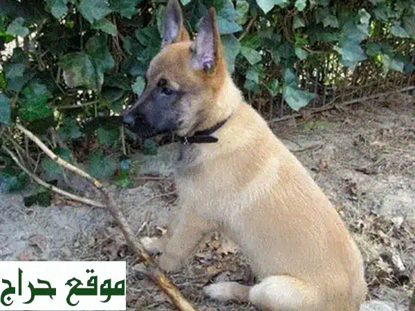 جرو جولدن ريتريفر أصيل - ذهبى لامع -  للعائلات المحبة!